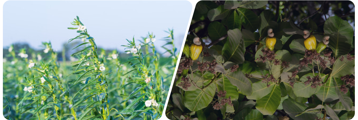 sesame plant